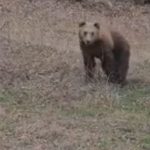 image-171721 Καστοριά: Τετ α τετ με την αρκούδα που έκανε το μπάνιο της (Bίντεο)