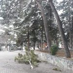 image-171752 Φωτογραφία αναγνώστριας στο kozan.gr, για πτώση κλαδιού στο άλσος Aγίου Δημητρίου στην Κοζάνη, την ώρα που πήγαινε τα παιδιά στο σχολείο