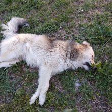 image-176781 Εθελοντές Κυνοκομείου Πτολεμαΐδας: «Και πάλι ΦΟΛΕΣ, επί της Περγάμου ( Πνευματικό κέντρο)»