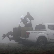 image-187850 Tην ευκαιρία να ζήσουν ελεύθερα στη φύση έχουν και πάλι τα πέντε ορφανά αρκουδάκια που φρόντιζε ο ΑΡΚΤΟΥΡΟΣ