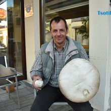 image-189901 Μανιτάρι γίγας στον Αυγερινό Κοζάνης (Φωτογραφίες)