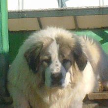 image-200359 Κηπάρι Κοζάνης: Κλοπή Σκύλου