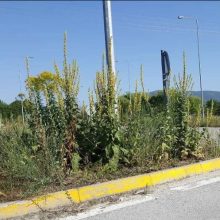 image-200512 Εορδαία: Τα χόρτα σκεπάζουν τα αυτοκίνητα