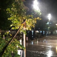 image-200619 kozan.gr: H κακοκαιρία κατέστρεψε και δέντρο στην κεντρική πλατεία της Κοζάνης (Φωτογραφίες)