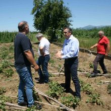 image-200760 Τεράστιες ζημιές από την ακραία κακοκαιρία της 10 Ιουλίου, στη φασολοκαλλιέργεια των Πρεσπών