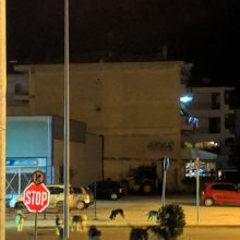 image-202158 kozan.gr: Παράπονο αναγνώστη για αγέλη αδέσποτων σκυλιών που κυκλοφορεί στην περιοχή γύρω από τα ΚΤΕΛ Κοζάνης