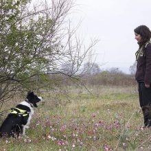 image-202615 Νέο κρούσμα δηλητηρίασης ποιμενικών σκύλων στη Φλώρινα – Αντιδράσεις από περιβαλλοντικές οργανώσεις