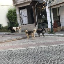 image-202870 Σχόλιο αναγνώστη στο kozan.gr: Τι γίνεται, επιτέλους, με τα αδέσποτα, στην Αιανή;