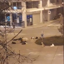 image-203021 Σχόλιο αναγνώστη στο kozan.gr: Κάθε βράδυ η ίδια κατάσταση στην οδό 11ης Οκτωβρίου στην Κοζάνη