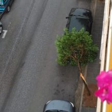 image-240653 kozan.gr: “Θύμα” της σφοδρής καταιγίδας δέντρο επί της οδού Ελ. Βενιζέλου στην Κοζάνη