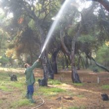 image-242233 Εργασίες φυτοπροστασίας σε δένδρα στην πόλη της Κοζάνης, την Πέμπτη 5 Σεπτεμβρίου