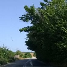 image-243943 Σχόλιο αναγνώστη του kozan.gr προς τη Δημοτική Αρχή του Δήμου Εορδαίας: “Καθαρισμός κλαδιών στο δρόμο από Περδίκκα προς Αμύνταιο” (Φωτογραφία)