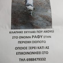 image-244543 Κλάπηκε σκυλάκι, από την περιοχή Σιόποτο Κοζάνης, που ακούει στ’ όνομα Ράφυ