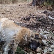 image-244750 Περισσότερα από 50 είναι τελικά τα σκυλιά που έπεσαν θύματα των δηλητηριασμένων δολωμάτων μέσα σε διάστημα μόλις 10 ημερών (7-17 Σεπτεμβρίου) σε χωριά του Αμυνταίου και της Φλώρινας!