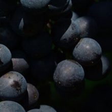 image-248129 Ξινόμαυρο και άλλες ποικιλίες Δυτικής Μακεδονίας: Μείωση παραγωγής αλλά καλή ποιότητα