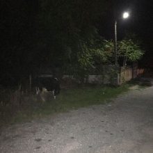 image-252430 Σχόλιο αναγνώστη στο kozan.gr: Αγελάδα στο δρόμο στην Αγία Παρασκευή στην Κοζάνη ενδεχομένως να προκαλέσει ατύχημα (Φωτογραφίες)