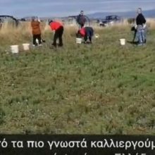 image-256949 Αφιέρωμα στον Κρόκο από το Δήμο Κοζάνης (Βίντεο)