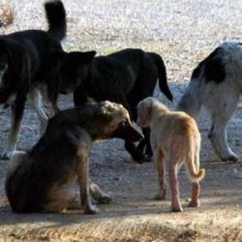 image-262148 Σχόλιο αναγνώστη στο kozan.gr: Ο Δήμαρχος Εορδαίας ακούει;