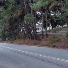 image-261938 Kozan.gr: Επικίνδυνη κλίση σε κάποια δέντρα έξω απο τη Δ/νση Μεταφορών & Επικοινωνιών της Π.Ε. Κοζάνης, στην Λευκόβρυση (Φωτογραφίες)