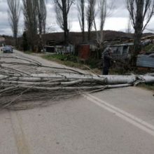 image-263863 Πτώση μεγάλης λεύκας επί της δημοσιάς εντός του οικισμού του Μικροβάλτου – Κοπή καλωδίων της ΔΕΗ