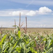 image-265982 Eορδαία: Αθέριστα εκατοντάδες στρέμματα καλαμποκιού