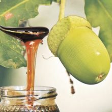 image-269301 Μέλι βελανιδιάς με ταυτότητα από τα Γρεβενά