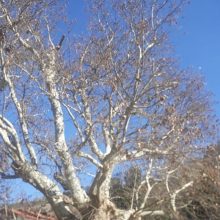 image-276828 Εορδαία: 850 ετών ο Πλάτανος των Πύργων- Πήλινο ομοίωμα του θα φιλοτεχνήσουν Δάσκαλοι και Μαθητές