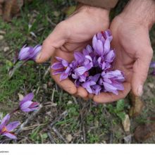 image-281452 Το τρίπτυχο δράσης των κροκοπαραγωγών της Κοζάνης
