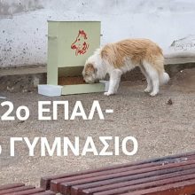image-283588 Ο Δήμος Εορδαίας προέβει στην τοποθέτηση 5 ταϊστρων και δοχείων νερού σε διάφορα σημεία της πόλης για την φροντίδα των αδέσποτων ζώων (Φωτογραφίες)