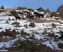 image-285277 Καταδίωξη Άγριων Αλόγων στην Ερμακιά