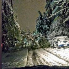 image-285278 kozan.gr: Πτολεμαΐδα: Πτώση δέντρου επί της οδού Παλαιών Πατρών Γερμανού – Πτώσεις δέντρων, λόγω κακοκαιρίας, σε Άρδασσα, Καρυοχώρι κι Εμπόριο – Άμεση η επέμβαση της Πυροσβεστικής Υπηρεσίας Πτολεμαΐδας για τη διάνοιξη των δρόμων (Φωτογραφία)