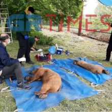 image-289239 Στο φυσικό τους περιβάλλον επέστρεψαν δύο αρκούδες που φιλοξενούνταν στο καταφύγιο του Αρκτούρου