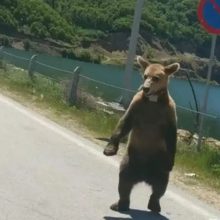 image-289604 Φλώρινα: Ο Κούπερ, του “Αρκτούρου”, το αρκουδάκι που βόλταρε στο Φράγμα της Τριανταφυλλιάς και συνάντησε μια παρέα κοριτσιών που περνούσε από το σημείο με το αυτοκίνητό της (Βίντεο)
