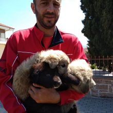 image-387117 Ο πρώην αντιδήμαρχος Εορδαίας, σε θέματα διαχείρισης αδέσποτων ζώων συντροφιάς, Αν. Λόφτσαλης, με αφορμή το άρθρο “Βραβεία και «Βατόμουρα» 2021”, από την Πανελλαδική Φιλοζωική Περιβαλλοντική Ομοσπονδία, που περιλαμβάνει και το Καταφύγιο του Δήμου Εορδαίας στα χειρότερα σε ό,τι αφορά τη διαχείριση των αδέσποτων ζώων