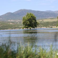 image-292260 Σημερινές (24/5) “μαγικές” εικόνες, του kozan.gr, από το Πλατανόδασος του Ρυμνίου Κοζάνης (Βίντεο & Φωτογραφίες)
