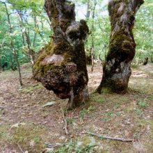 image-293967 kozan.gr: Δύο υπέροχα δέντρα, με χαρακτηριστικά ανθρώπινης μορφής στους κορμούς τους, κάπου στην Ελάτη του Δήμου Σερβίων