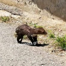 image-294983 Σιάτιστα: “Βγήκαν” τα βιζόν στη Σιάτιστα (Βίντεο)