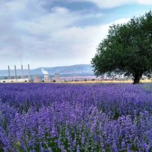 image-296656 Από τη Δίκαιη στη Βίαιη Μετάβαση, στη μετά Λιγνίτη Εποχή… (Γράφει ο Κώστας Περτσινίδης)