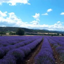 image-297301 Καλλιέργεια λεβάντας στο Τρανόβαλτο, με φόντο τη μαρμαροφόρο περιοχή