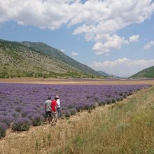 image-298121 Δήμος Κοζάνης: Ανάδειξη της καλλιέργειας των Αρωματικών Φαρμακευτικών Φυτών της περιοχής με στοχευμένες δράσεις