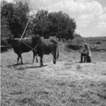 image-298363 Από το αλώνι στην πατόζα (του Κώστα Ι. Φαρμάκη)