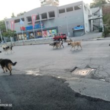 image-301881 Αναφορά αναγνώστη στο kozan.gr: Αυτή είναι η κατάσταση με τα αδέσποτα στην περιοχή του Τρίκου στην Κοζάνη (Φωτογραφίες)