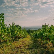 image-302447 “Οινοποιείο ΝΑΚΟΣ”: Έναρξη του έργου WineLiveLabel για την ανάδειξη προϊόντων οίνου με την χρήση των τεχνολογιών AR (Augmented Reality) στη σήμανσή τους
