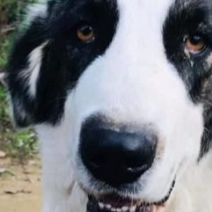 image-303822 Επίθεση με φόλες δέχτηκε από άγνωστους πριν από λίγες ημέρες το Κέντρο Αναπαραγωγής Ελληνικού Ποιμενικού του ΑΡΚΤΟΥΡΟΥ με αποτέλεσμα ένας από τους γεννήτορες του προγράμματος να δηλητηριαστεί!