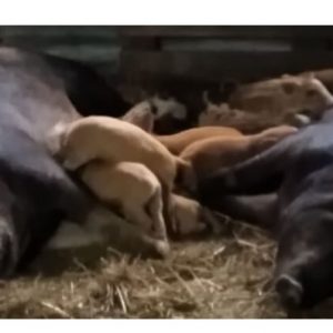 image-305536 Κλοπή ζώων από κτηνοτρόφο στο Εμπόριο Εορδαίας (από το agrovoice.gr)