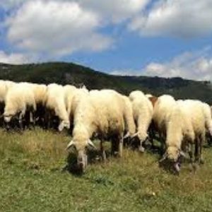 image-307593 kozan.gr: Στην προμήθεια 20.000 δόσεων εμβολίων για την καταπολέμηση του CULICOIDESSPP (καταρροϊκός πυρετός) προχωρά η Περιφέρεια Δ. Μακεδονίας