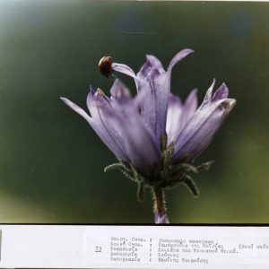 image-307738 Ψηφιοποίηση αρχειακού φωτογραφικού υλικού του Ορειβατικού Συλλόγου Σιάτιστας