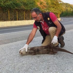 image-308220 Αρκτούρος: Νεκρή βίδρα από τροχαίο στην Καστοριά