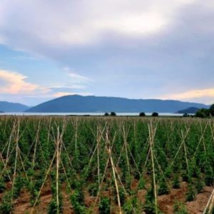 image-308728 Πρέσπες: Χωρίς εργάτες γης η συγκομιδή των φασολιών