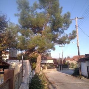 image-309614 Απορία αναγνώστη στο kozan.gr: “Υπάρχει κίνδυνος με αυτό το δέντρο ή όχι; – Ας μας απαντήσει κάποιος υπεύθυνα”